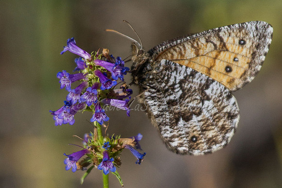 Chryxus Arctic Butterfly on Small-flowered Penstemon 3