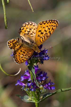 Callippe Fritillary on Small-Flowered Penstemon 2