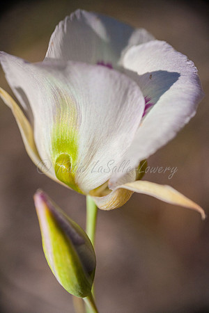 Mariposa Elegance