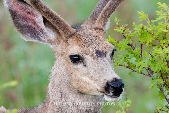 headshots of a young mule deer buck with antlers in velvet