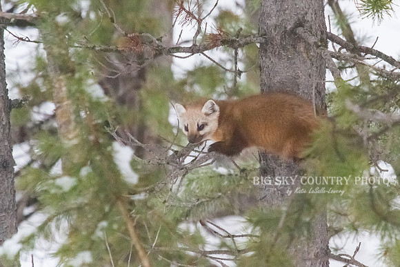 Lucky Strike - Pine Marten