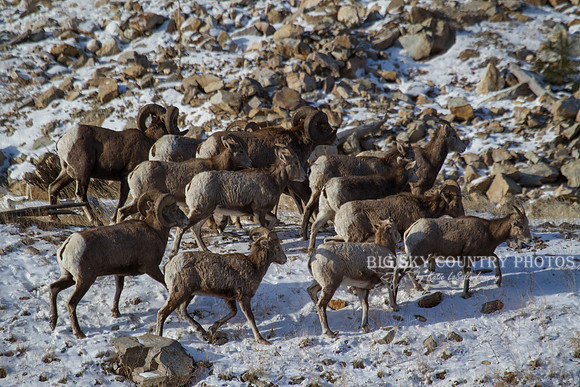 Bonner Bighorn Herd December 2014 -12