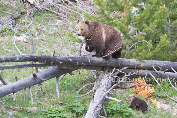 grizzly bear sow and her cub
