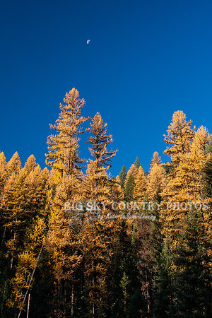 Fall Western Larch Tree Color 2013 -3