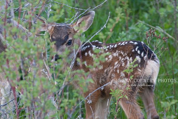 mule deer fawn with spotted coat and blue eyes partially concealed by bush leaves