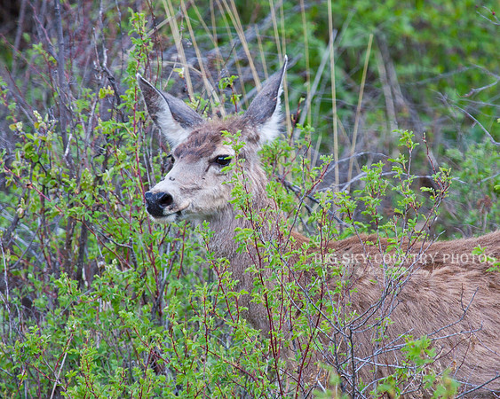 a mule deer doe menaces a fox with an intense stare and flared nostrils