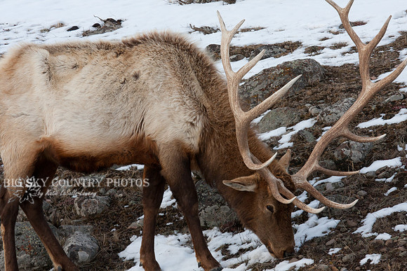Yellowstone Bull Elk #10 at the end of winter - skinny with ribs and hip bones visible