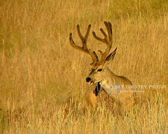 mule deer buck with antlers in velvet in warm evening sunset light with tongue out
