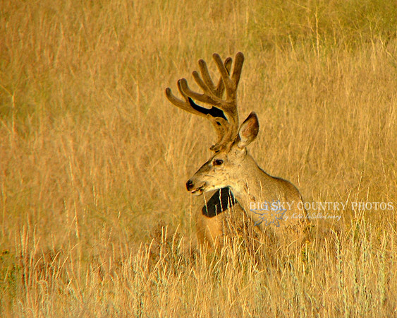 a mule deer buck with antlers in velvet in golden sunset light and gold late summer grass
