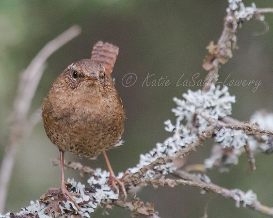 Pacific Wren 7