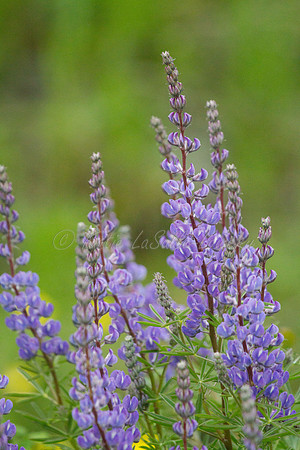Tall Lupine 2