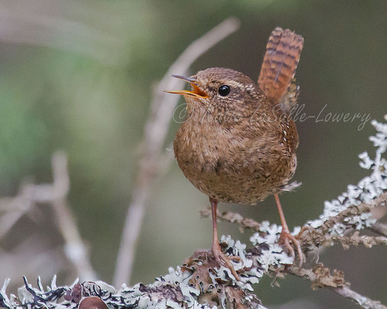 Pacific Wren 2