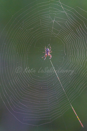Web Master 2