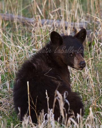 Elk Creek Black Bear Family 14