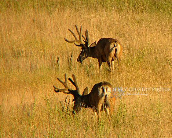 a mirrored pair of mule deer bucks with antlers in velvet in warm sunset light