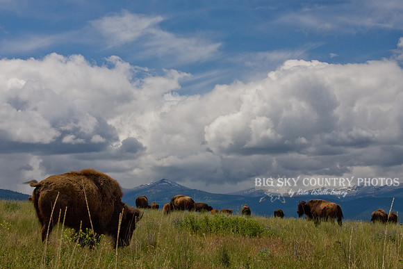bison grazing under white cumulous clouds with the Mission Mountains in the background