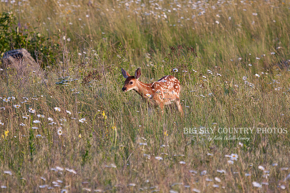 a white tail deer fawn with a spotted coat in a field of oxeye daisies