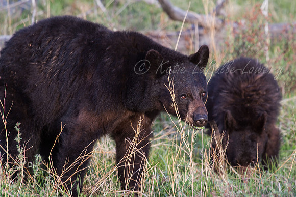 Elk Creek Black Bear Family 11