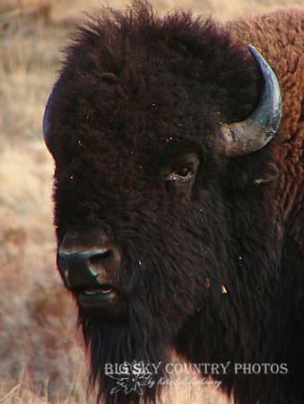 head portrait of a bull bison