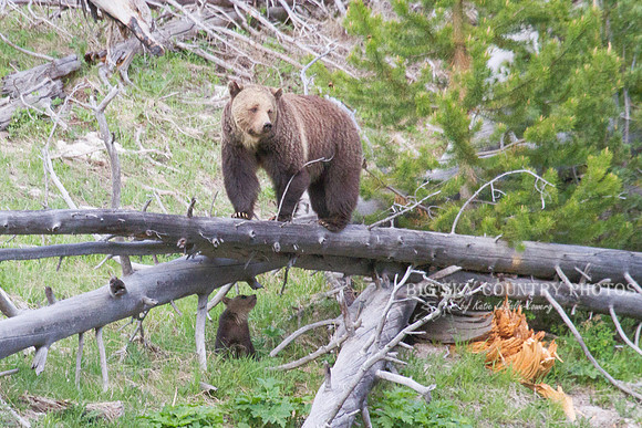 grizzly bear sow and her cub