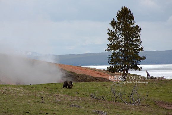 grizzly bear eating grass at Steamboat Point - Yellowstone National Park