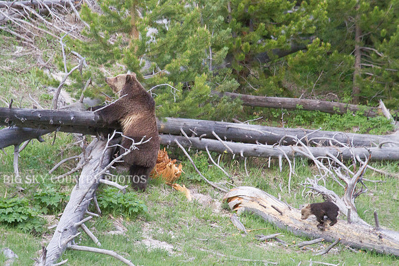 mother grizzly bear and her cub