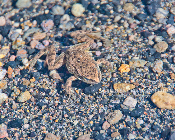 tiny frog found in Yellowstone Lake