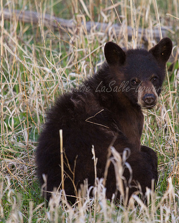 Elk Creek Black Bear Family 17