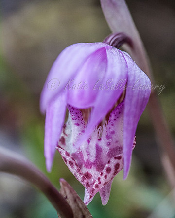 Calypso Orchid