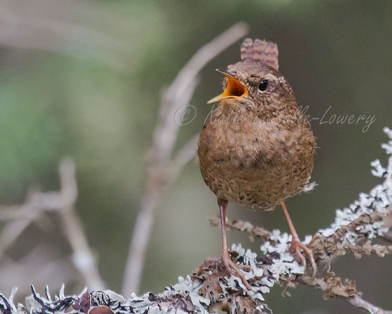 Pacific Wren 6
