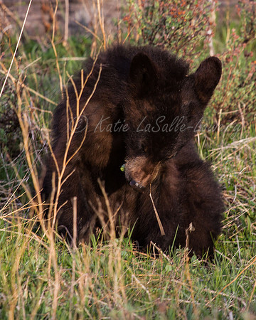 Elk Creek Black Bear Family 9