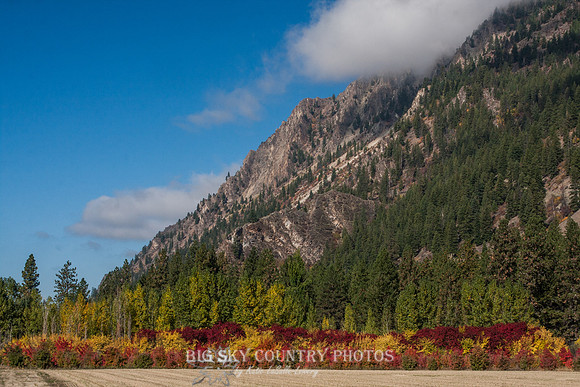 Autumn Color - Plains Montana