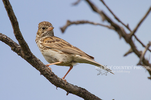 Vesper Sparrow