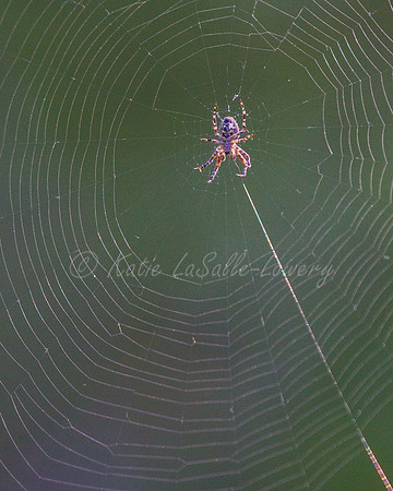 Web Master 1