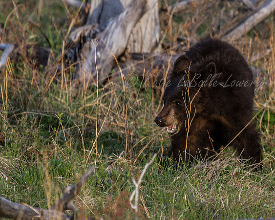 Elk Creek Black Bear Family 2