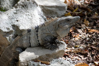 Iguana at Tulum Ruins