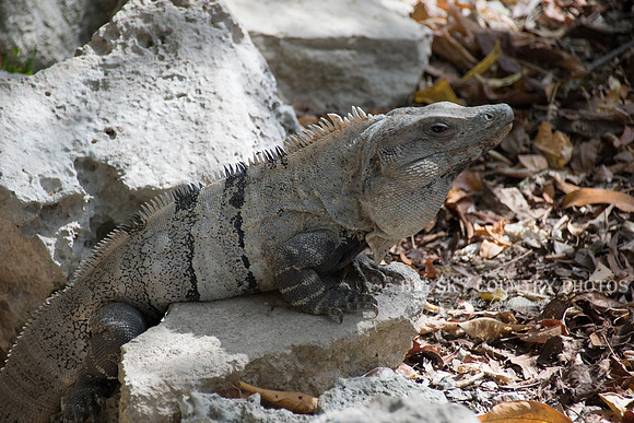 Iguana at Tulum Ruins