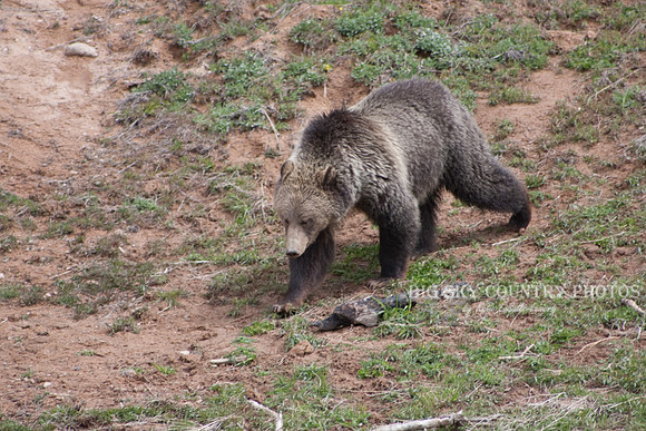 grizzly bear walking