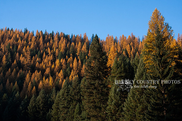 Fall Western Larch Tree Color 2013