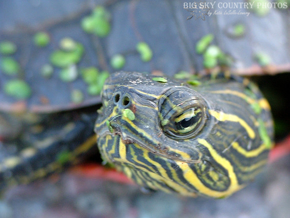 Painted Turtle Closeup