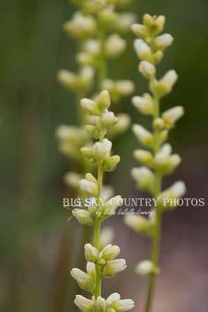 White Rein-orchid - NBR - '12