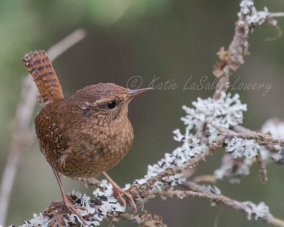 Pacific Wren