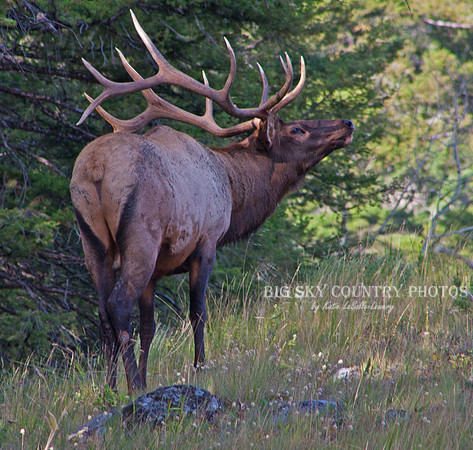 a magestic bull elk