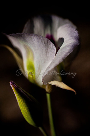 Mariposa Elegance