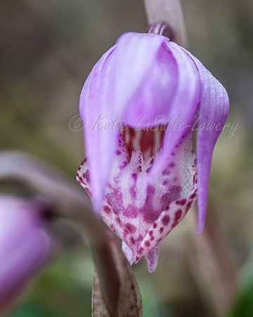 Calypso Orchid 3