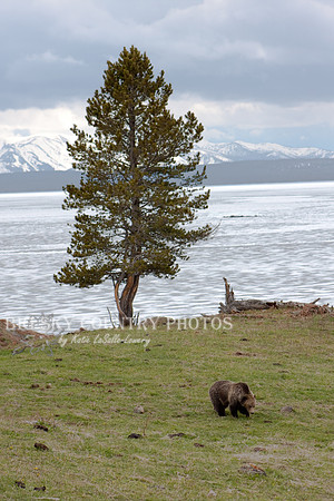 grizzly bear eating grass at Steamboat Point - Yellowstone National Park