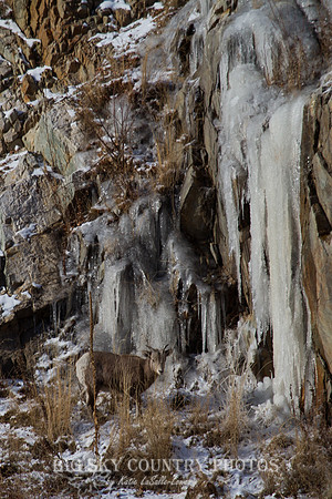 Bonner Bighorn Herd December 2014 -11