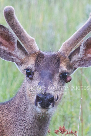Mule Deer Buck with Fibromas