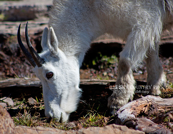 mountain goat grazing