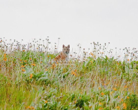 bobcat on horizon surrounded by flower seed heads